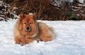 kschnee (10)